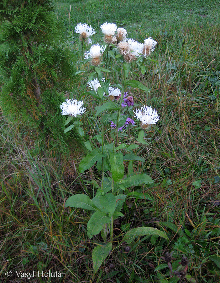 Image of Centaurea carpatica specimen.