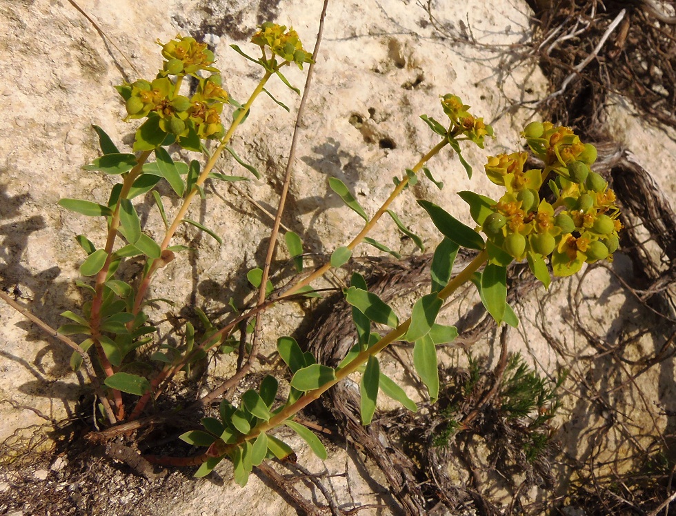 Изображение особи Euphorbia seguieriana.