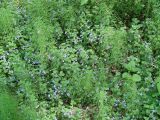 Glechoma hederacea. Заросли цветущих растений. Иркутская обл. Иркутск, территория курорта Ангара. Июнь. 2012 г.