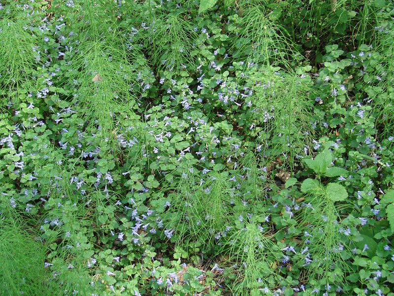 Image of Glechoma hederacea specimen.