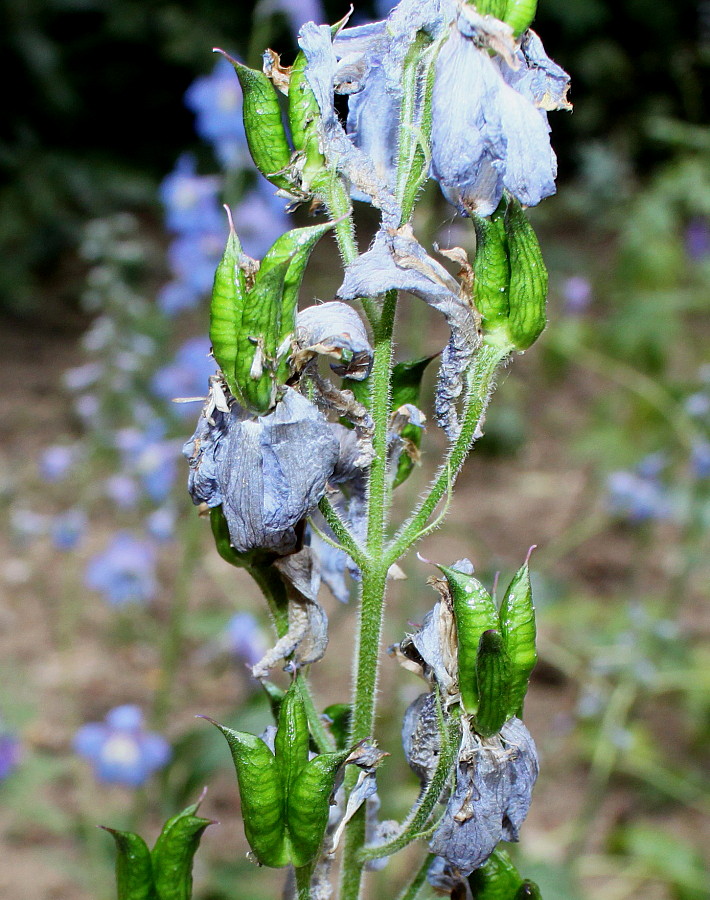 Изображение особи Delphinium ceratophorum.