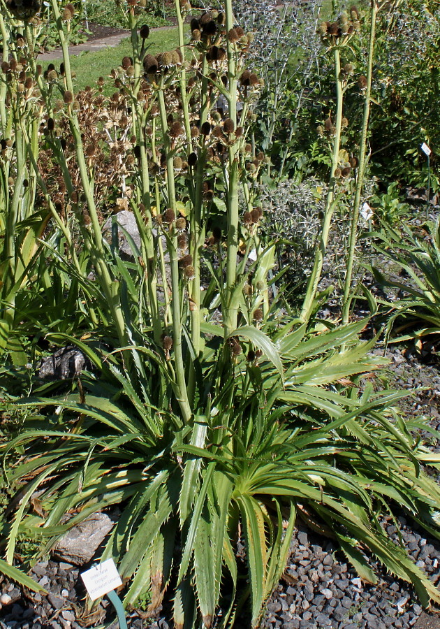 Image of Eryngium pandanifolium specimen.