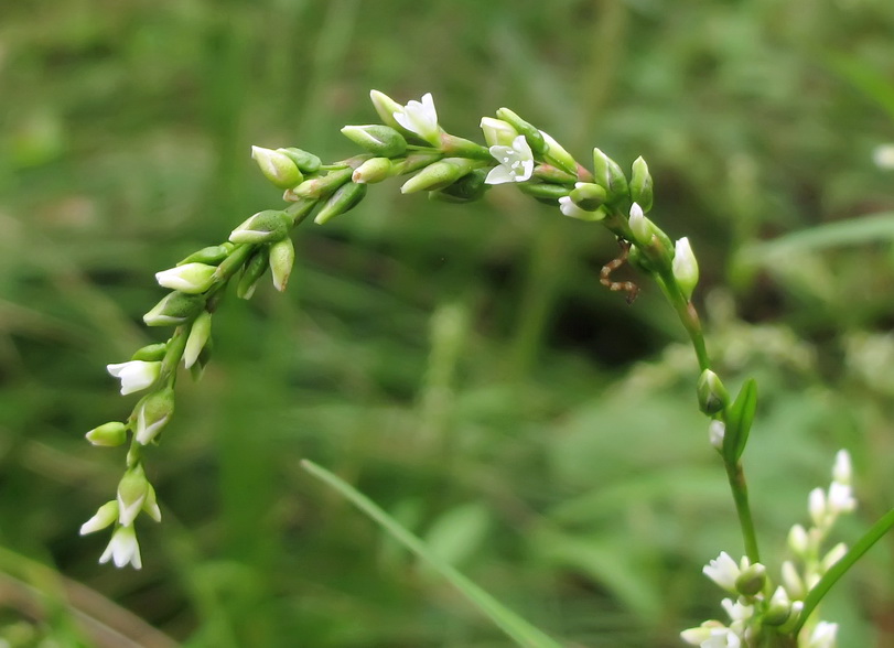 Image of Persicaria hydropiper specimen.