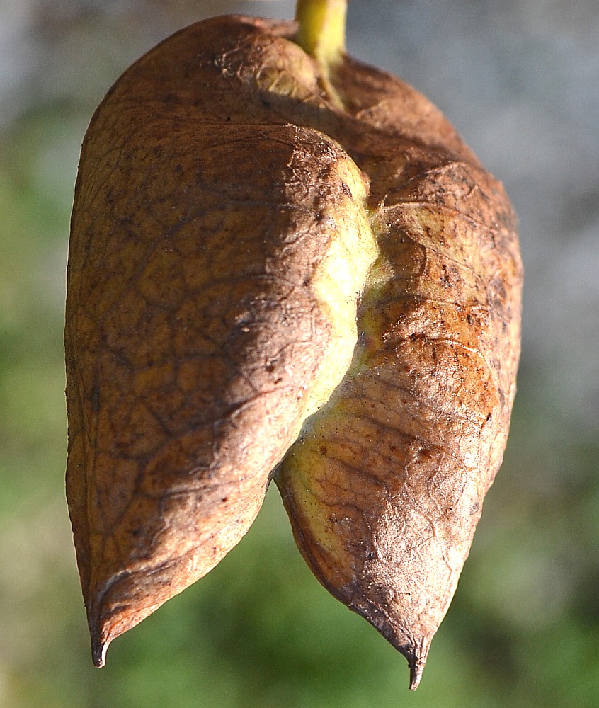 Изображение особи Staphylea colchica.