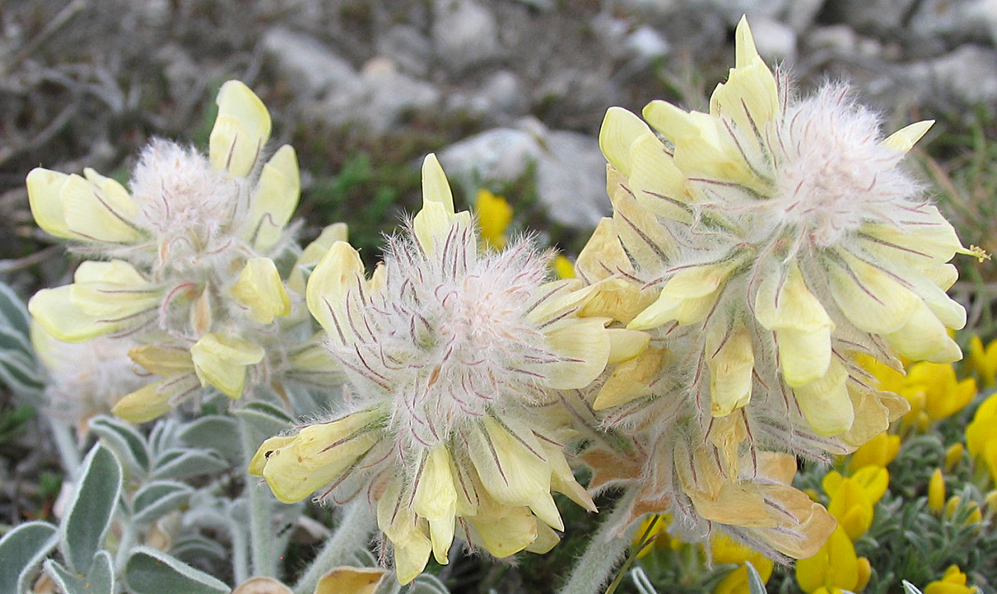 Image of Hedysarum candidum specimen.