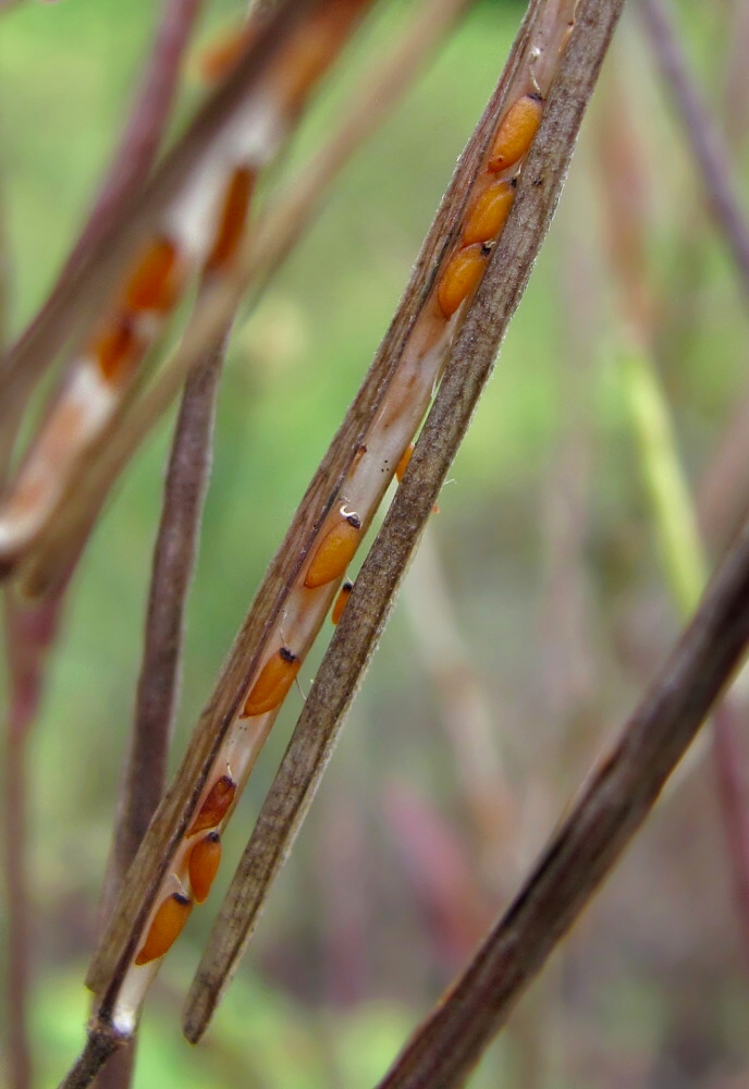 Image of Erysimum hieraciifolium specimen.