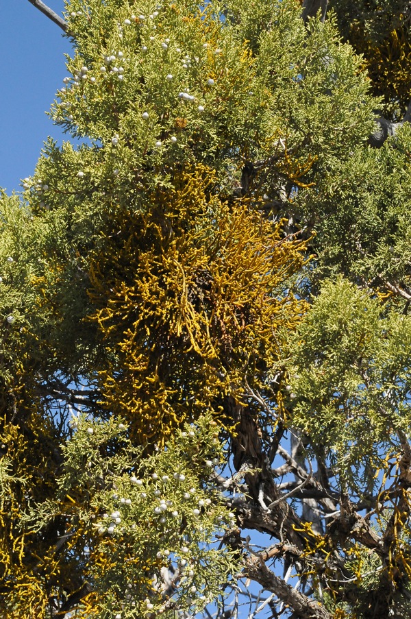 Изображение особи Phoradendron juniperinum.