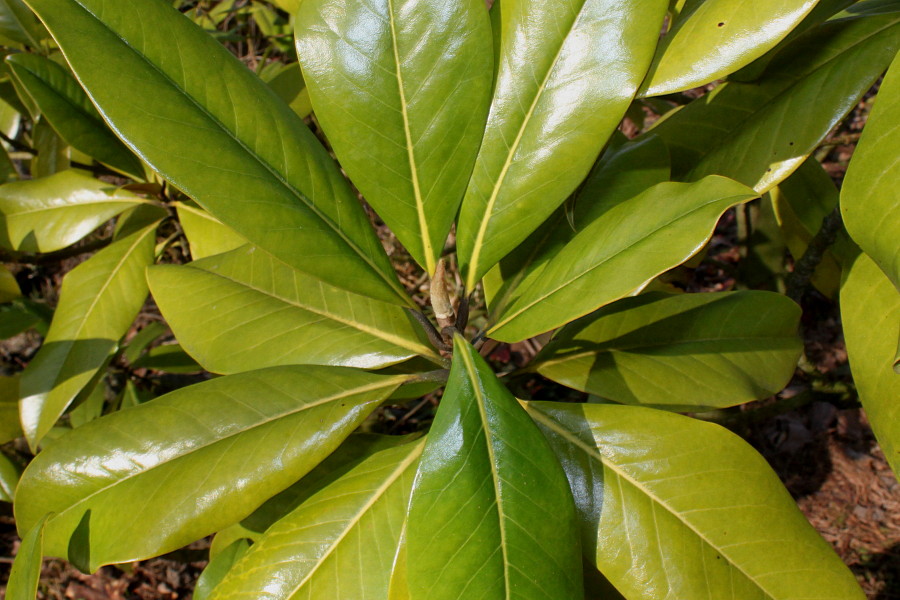 Image of Magnolia grandiflora specimen.