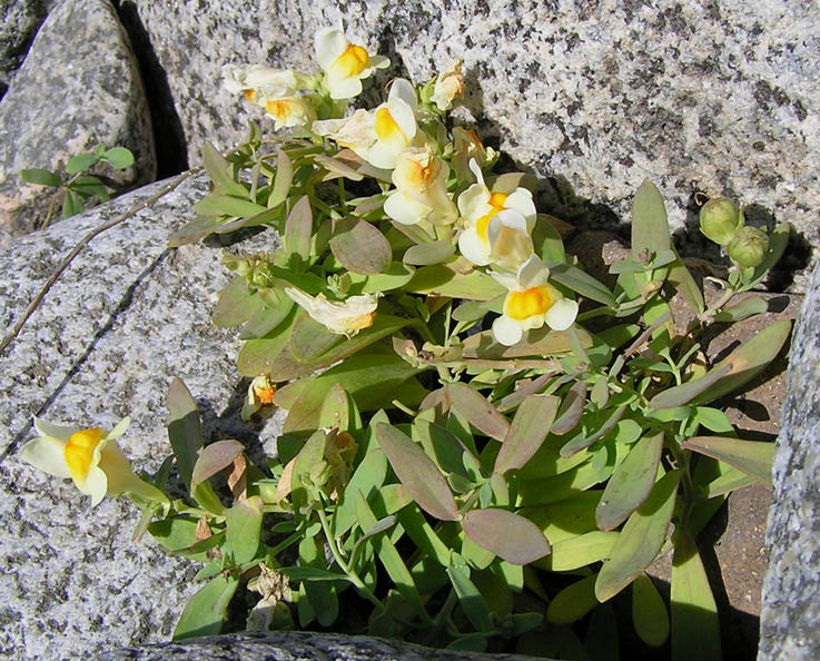 Image of Linaria japonica specimen.