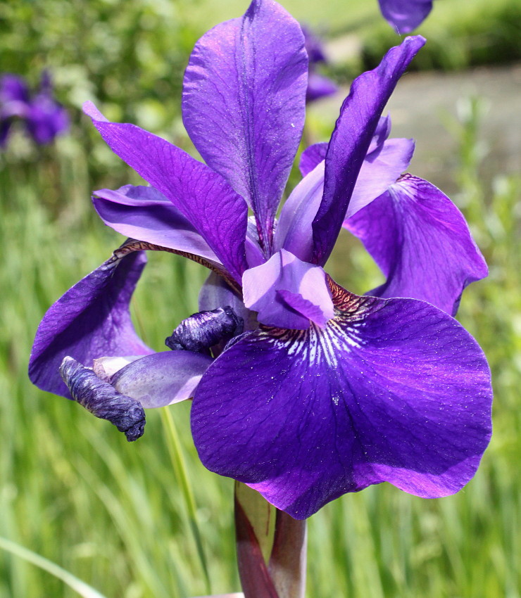 Изображение особи Iris sanguinea.