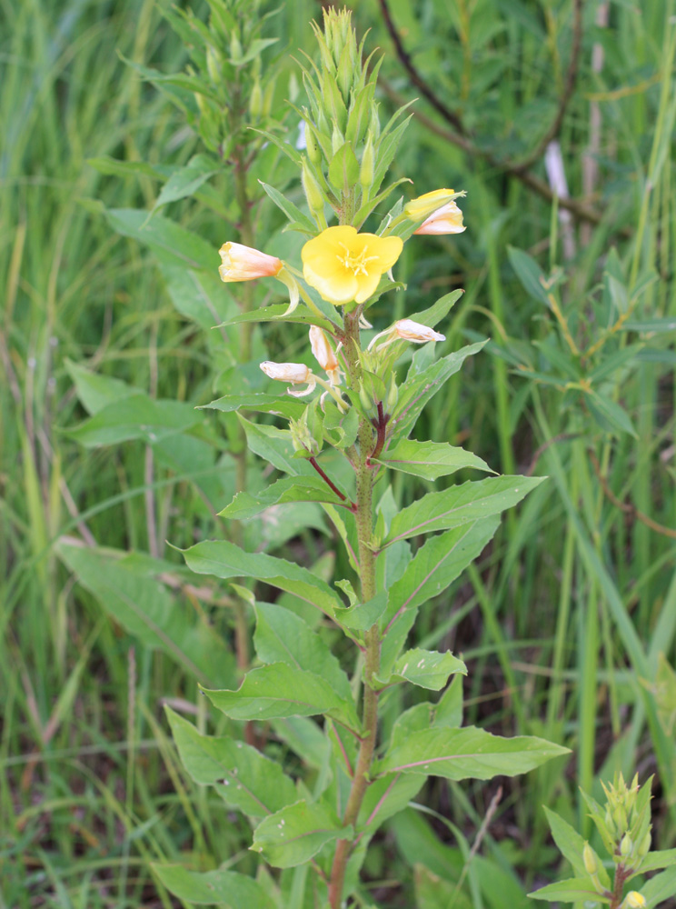 Image of Oenothera rubricaulis specimen.