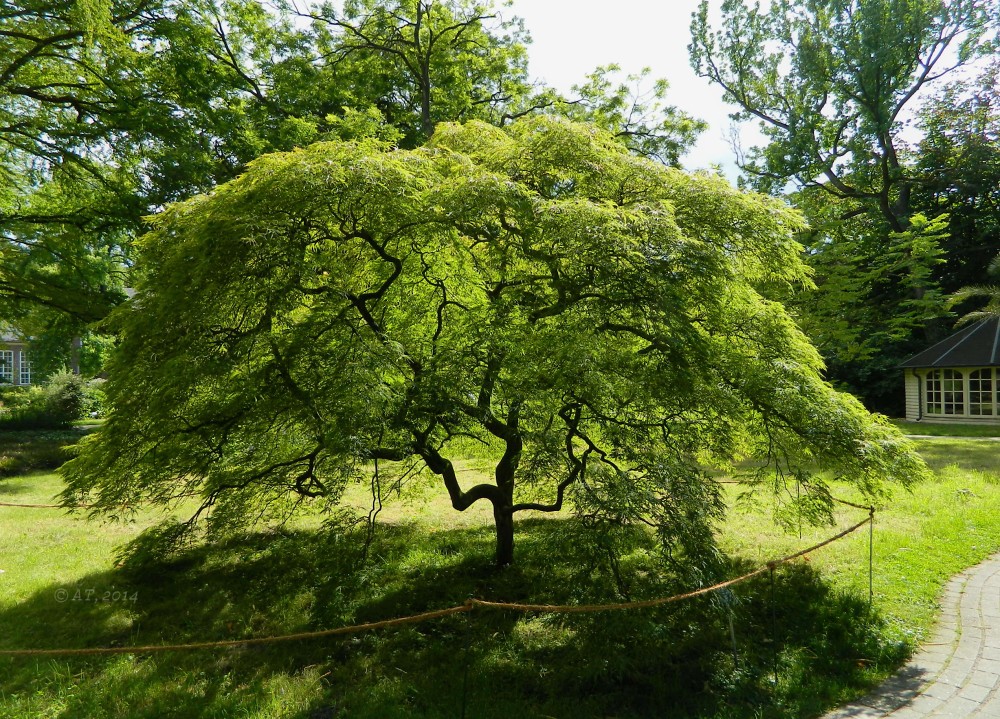 Image of Acer palmatum specimen.