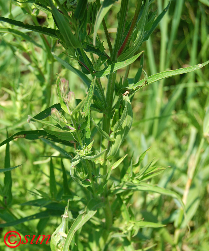 Image of Lythrum salicaria specimen.