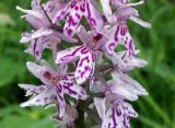 Dactylorhiza fuchsii. Часть соцветия. Московская обл., Талдомский р-н. 23.06.2014.