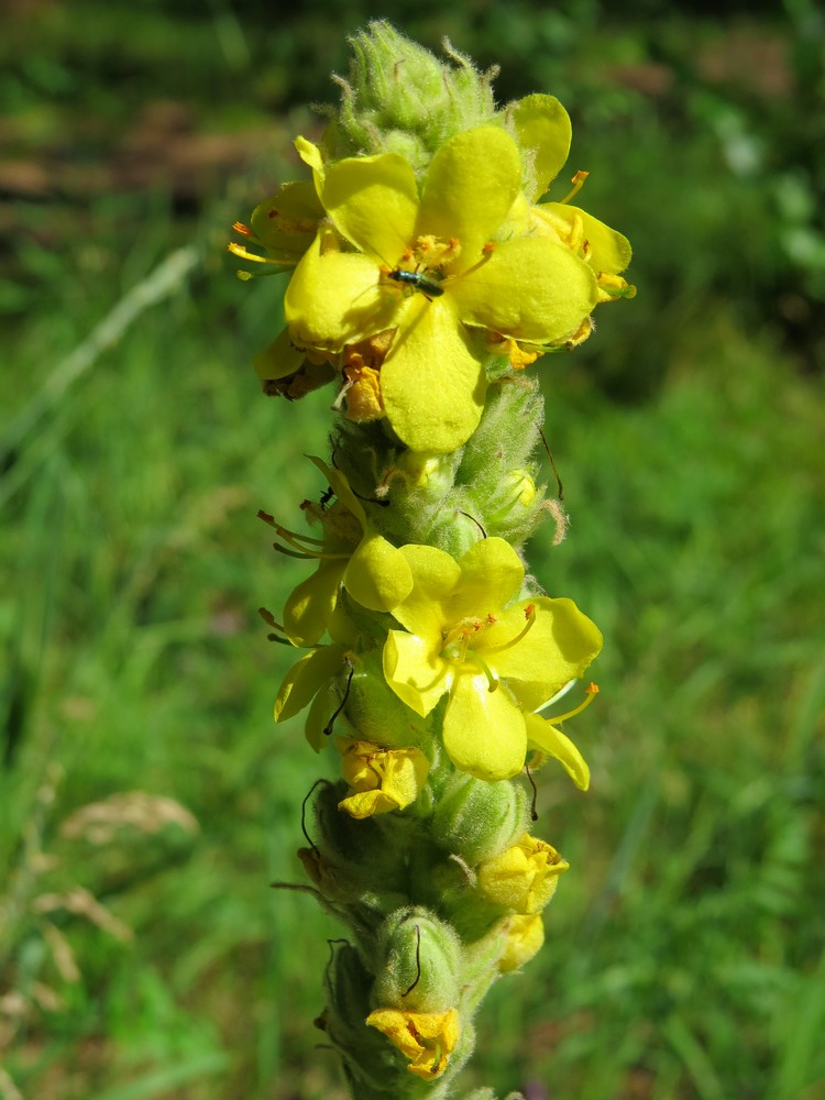 Изображение особи Verbascum thapsus.