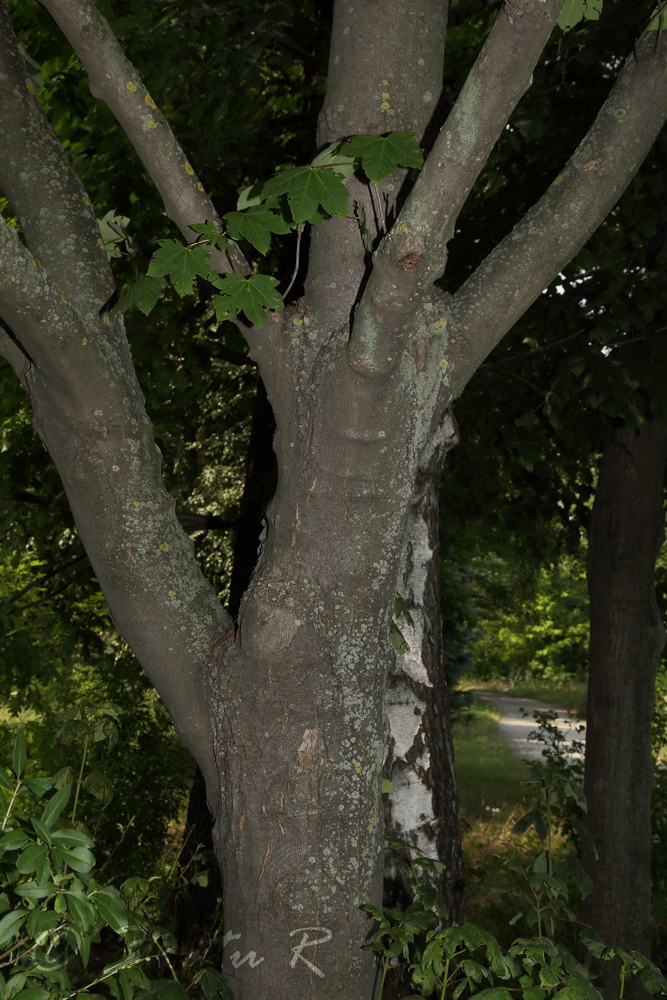 Image of Acer pseudoplatanus specimen.