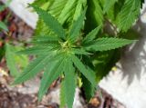Cannabis sativa variety spontanea