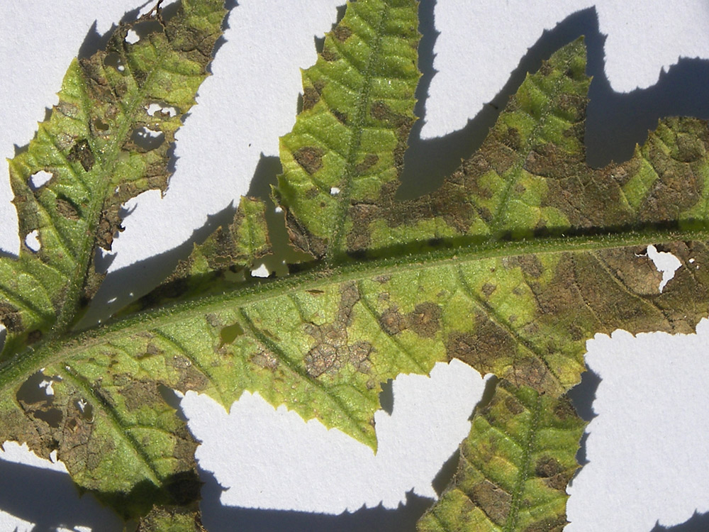 Изображение особи род Heracleum.