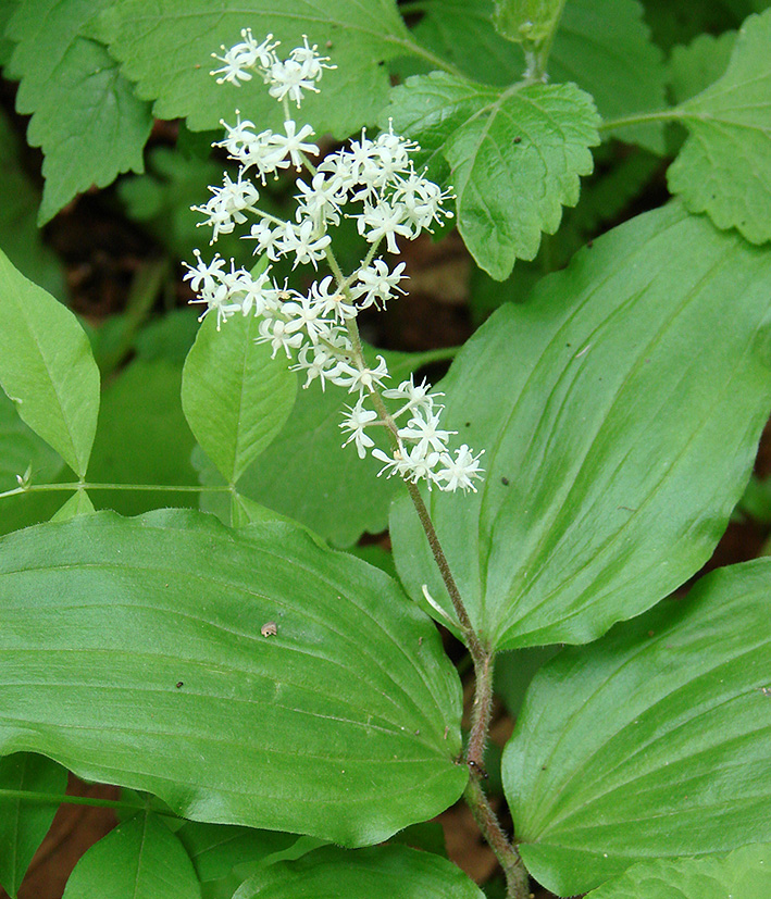 Image of Smilacina hirta specimen.