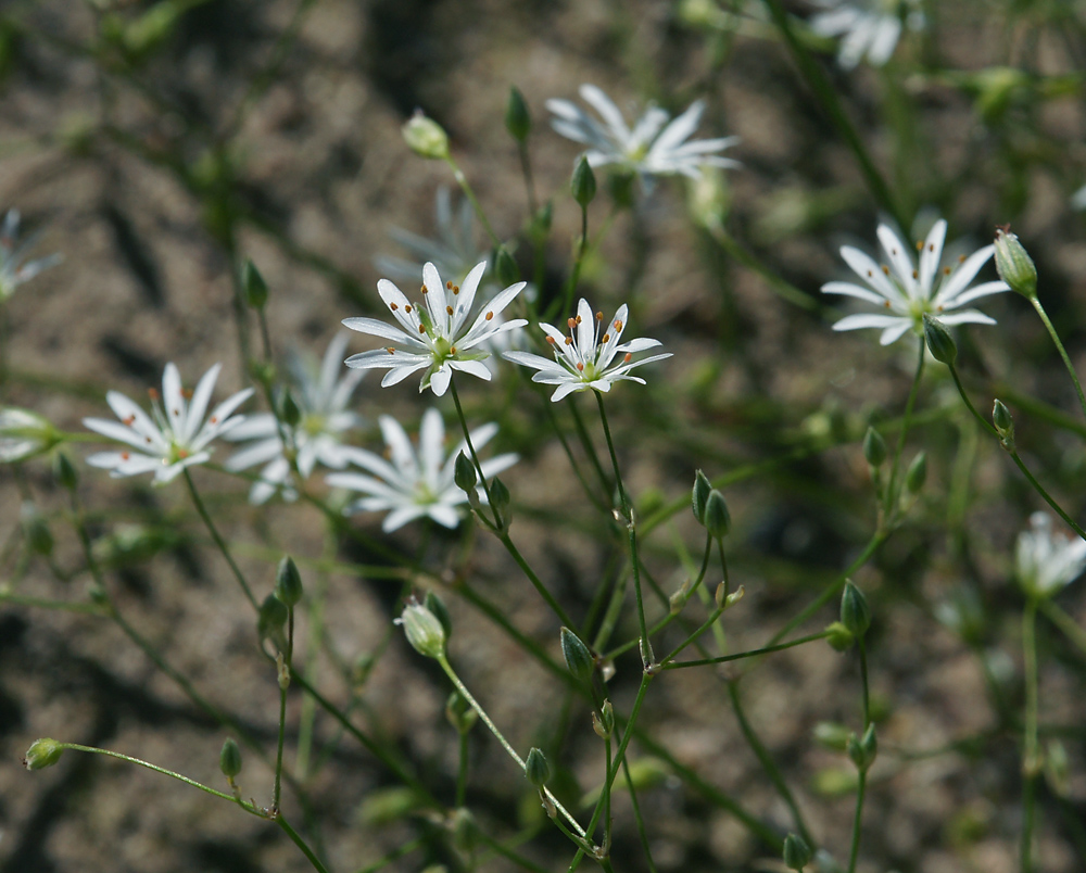 Изображение особи Stellaria graminea.