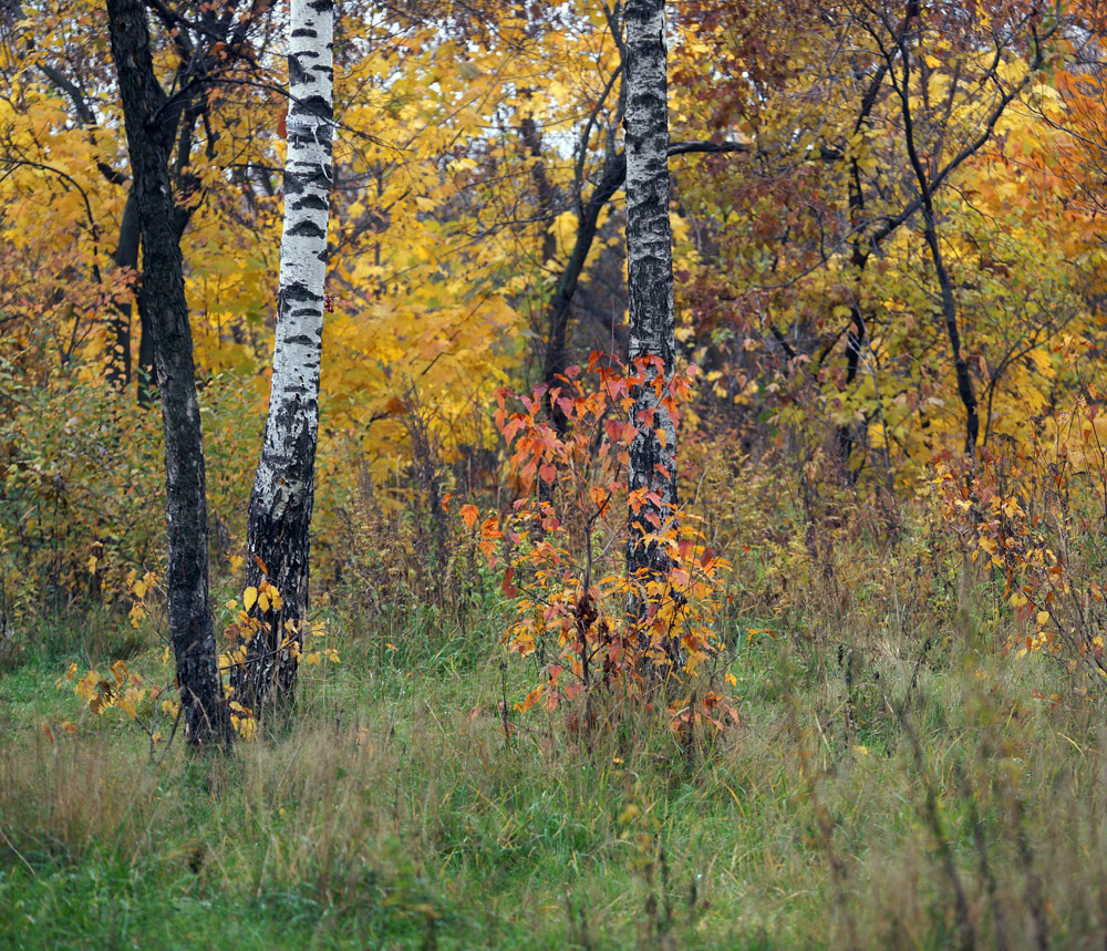 Image of Acer ginnala specimen.