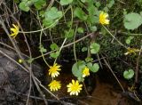 Смотреть изображение Ficaria verna