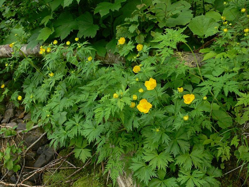 Изображение особи Trollius riederianus.