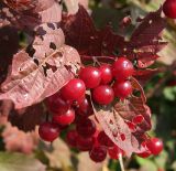 Viburnum opulus. Соплодие со зрелыми плодами. Республика Татарстан, г. Бавлы, сад. 12.09.2009.