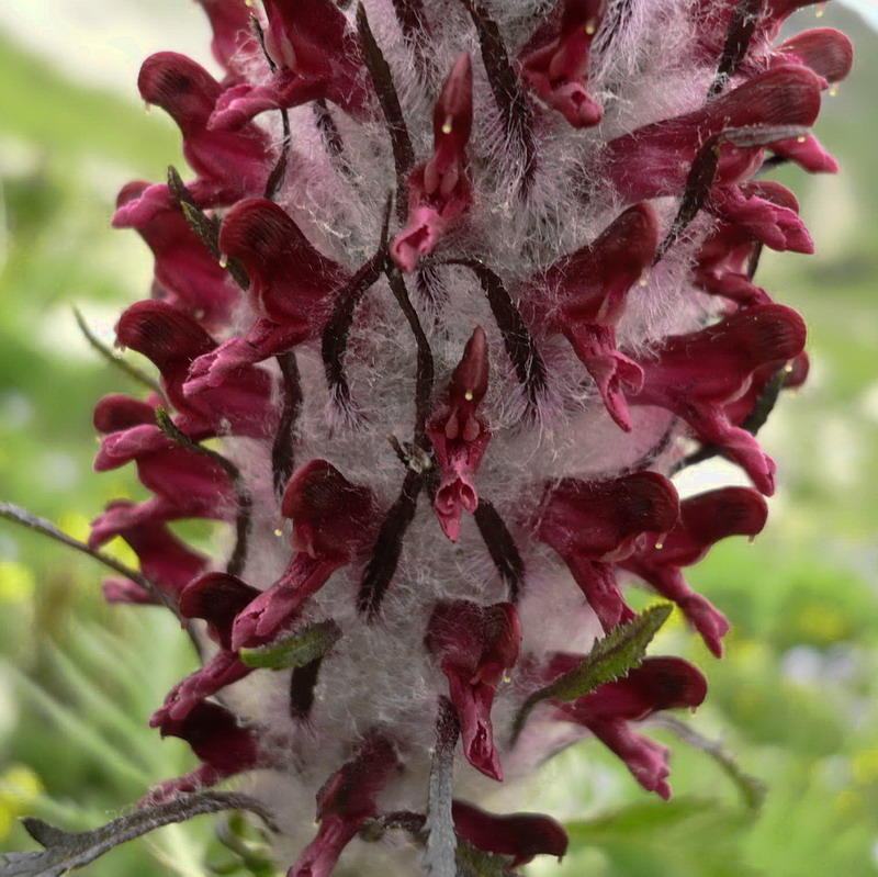 Image of Pedicularis atropurpurea specimen.