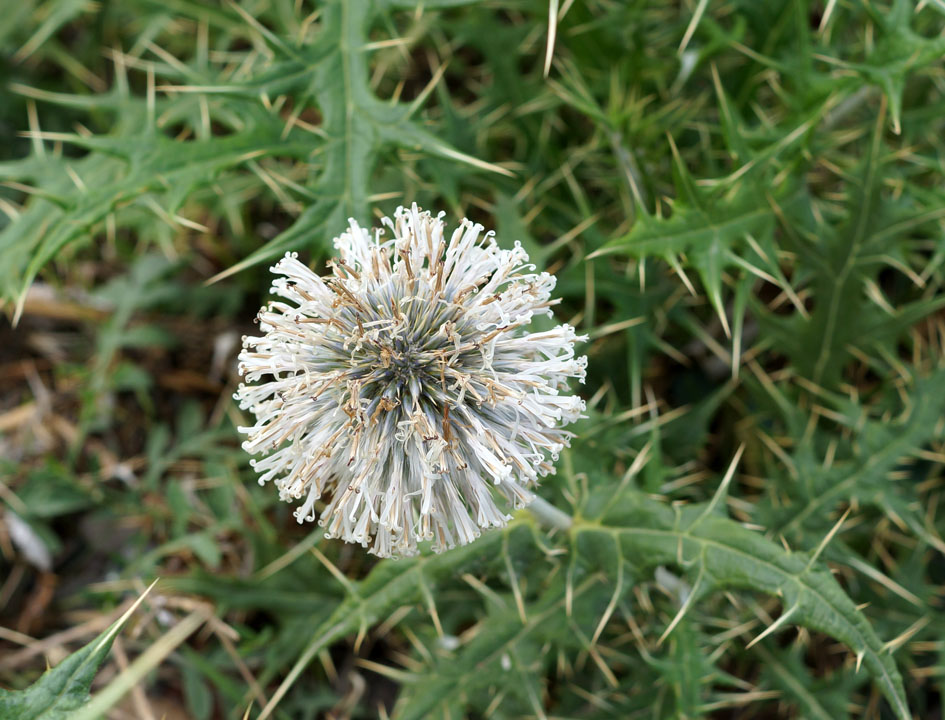 Image of Echinops maracandicus specimen.