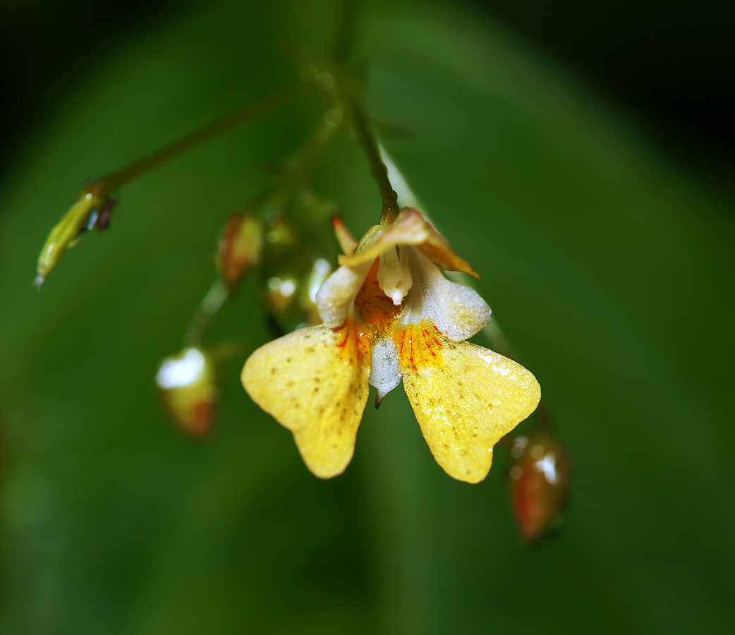 Image of Impatiens parviflora specimen.