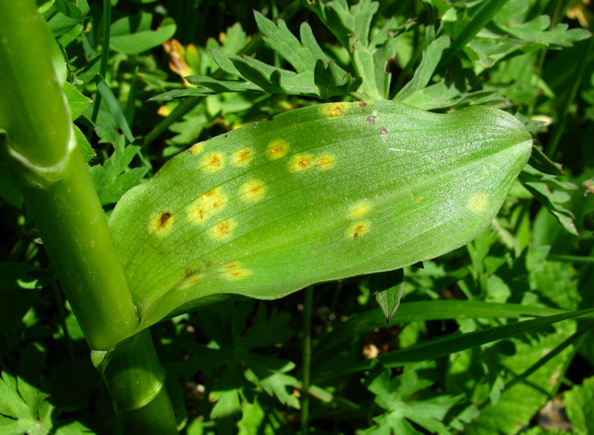 Image of Dactylorhiza euxina specimen.