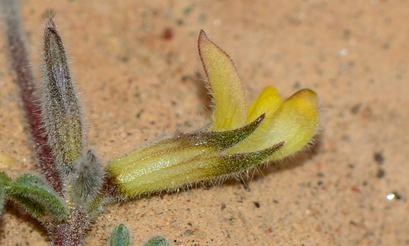 Image of Lotononis platycarpa specimen.