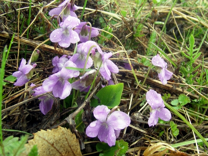 Image of Viola hirta specimen.