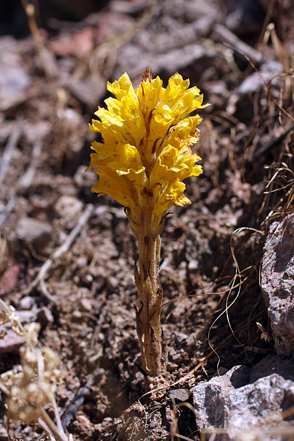 Изображение особи Orobanche sordida.