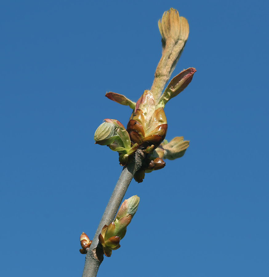 Image of Aesculus hippocastanum specimen.