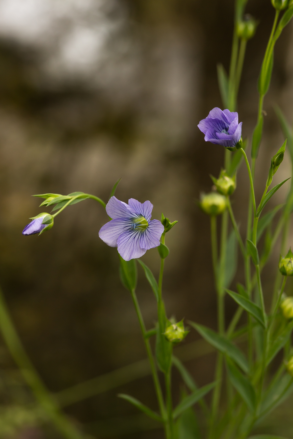 Image of Linum usitatissimum specimen.