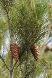Pinus halepensis. Часть ветви с шишками. США, Калифорния, Сан-Франциско, в городских посадках. 24.02.2014.