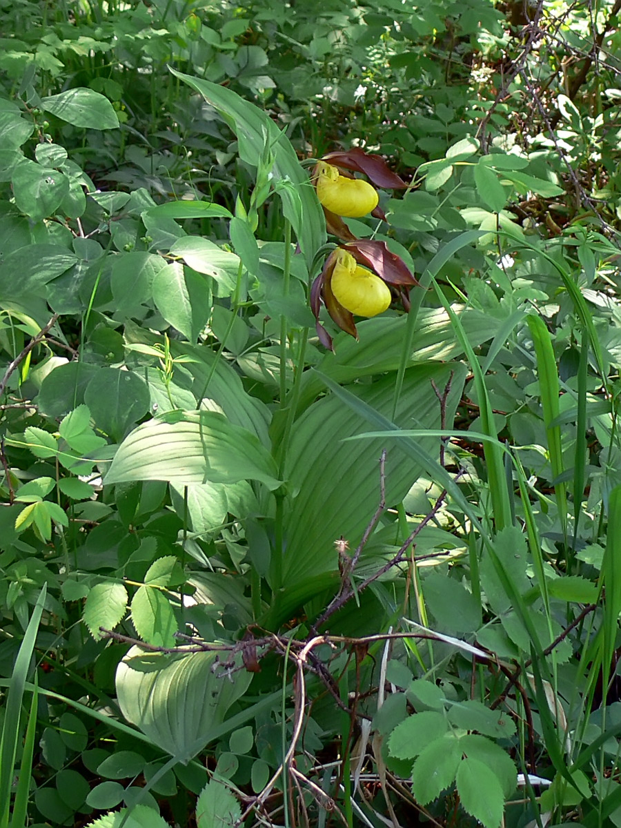 Изображение особи Cypripedium calceolus.