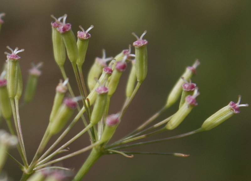 Image of Falcaria vulgaris specimen.