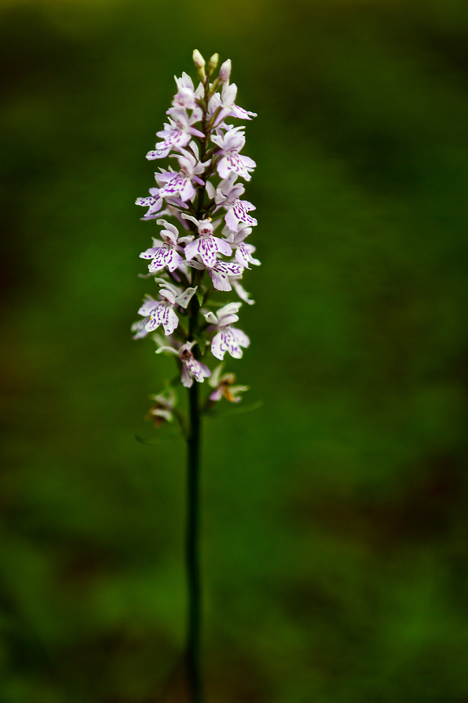 Image of Dactylorhiza fuchsii specimen.