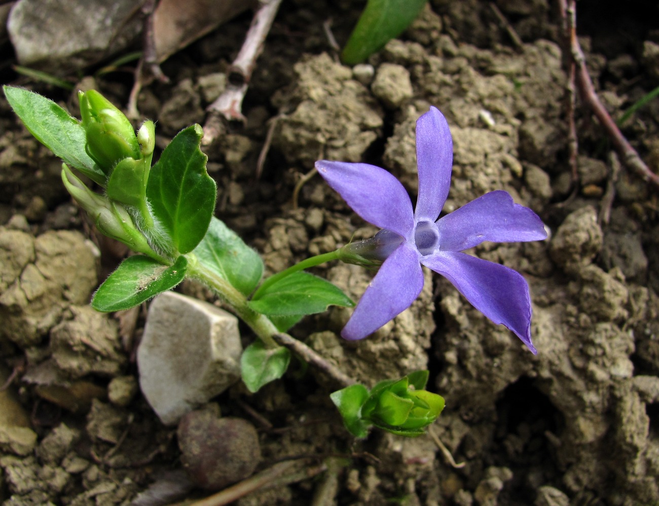 Изображение особи Vinca pubescens.