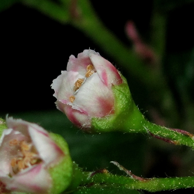 Image of Cotoneaster lucidus specimen.