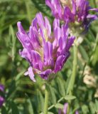 Astragalus onobrychis. Соцветие. Казахстан, Восточно-Казахстанская обл., г. Усть-Каменогорск, восточные окр., Лесхоз, склон сопки. 22.06.2015.