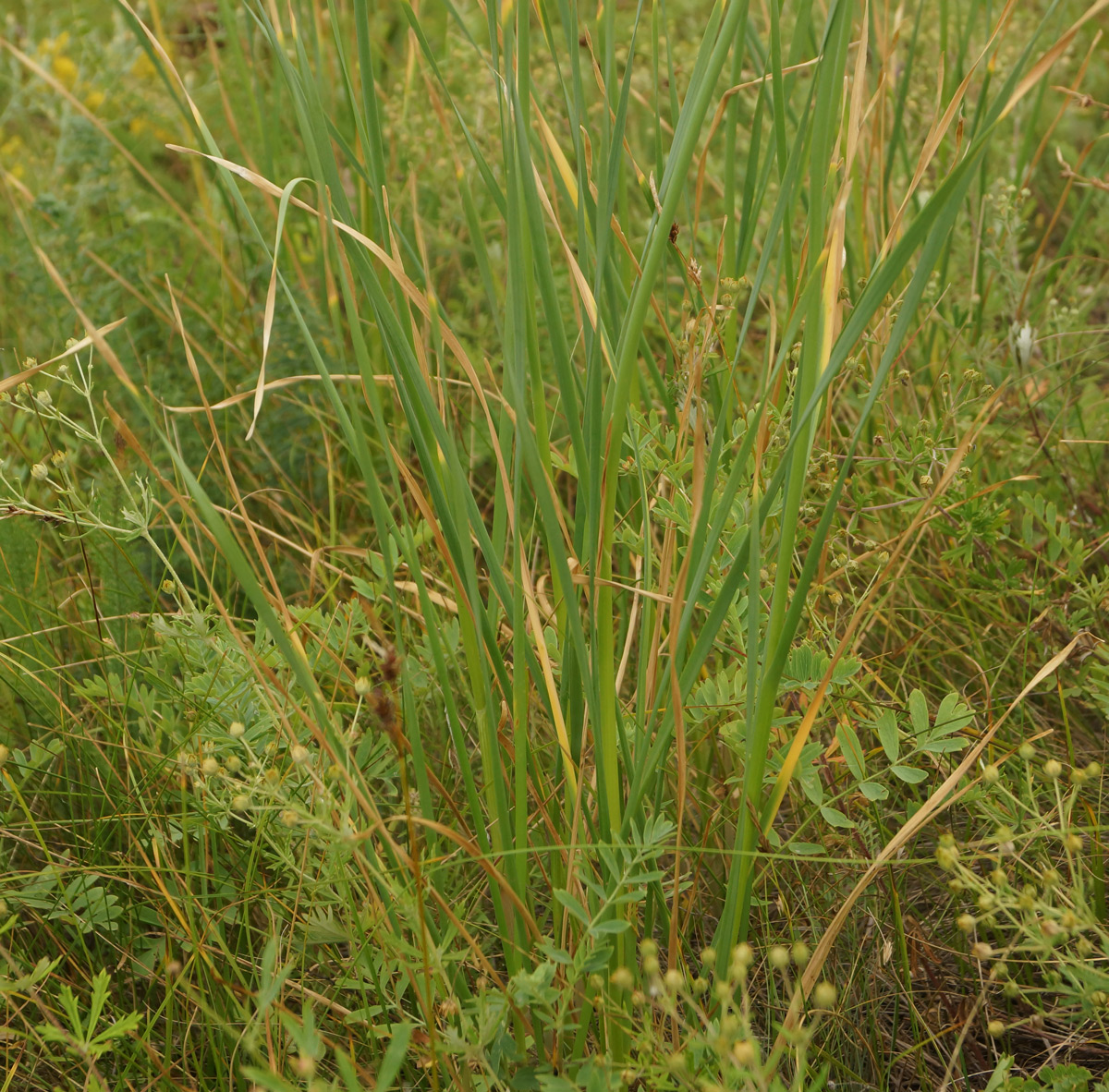 Image of Allium strictum specimen.