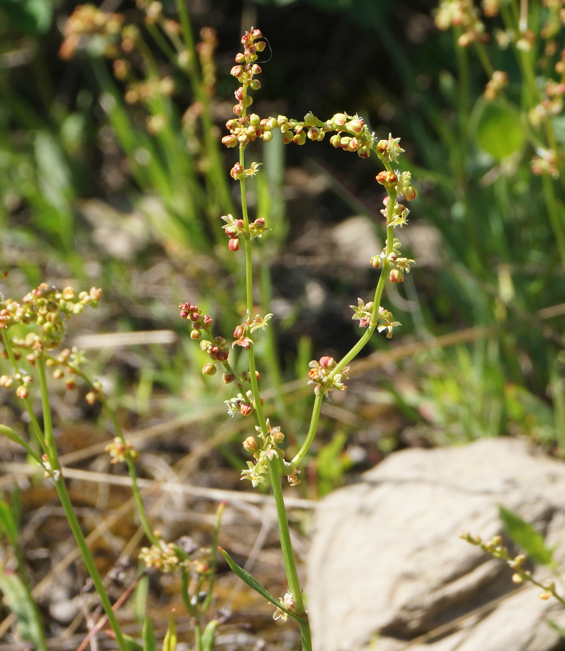 Image of Rumex acetosella specimen.