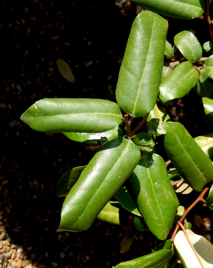 Image of Elaeagnus pungens specimen.