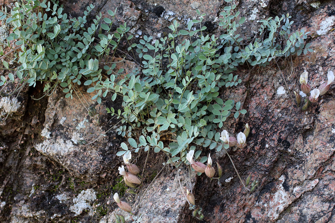 Image of Astragalus abolinii specimen.