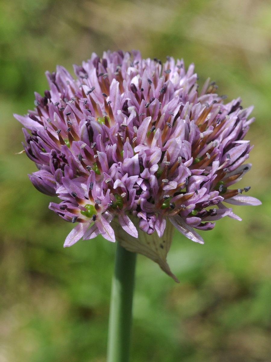 Image of Allium struzlianum specimen.