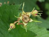 Rubus odoratus